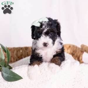 Keri, Mini Bernedoodle Puppy